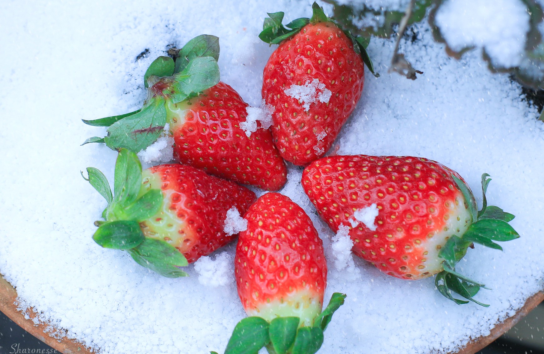 Schneewittchen reloaded - Erdbeeren im Schnee - Greeny ...